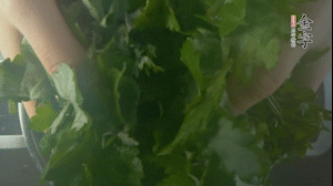 【面皮】1.鍋中水開時，放挑揀好的艾草和一撮小蘇打，第一遍煮開后倒掉，重新加水大火煮開后，小火煮1小時。煮爛的艾草用紗布瀝干。