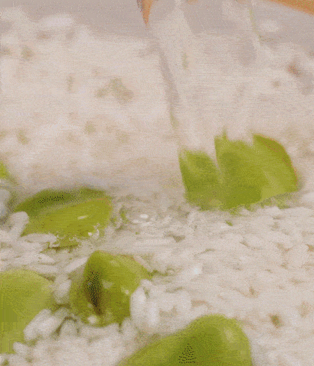 鍋底抹油，將淘洗干凈的大米，加蠶豆、清水，蓋蓋中火煮。